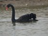 Black Swan at Barling Marsh (Steve Arlow) (66021 bytes) Black Swan at Barling Marsh (Steve Arlow) (66021 bytes)
